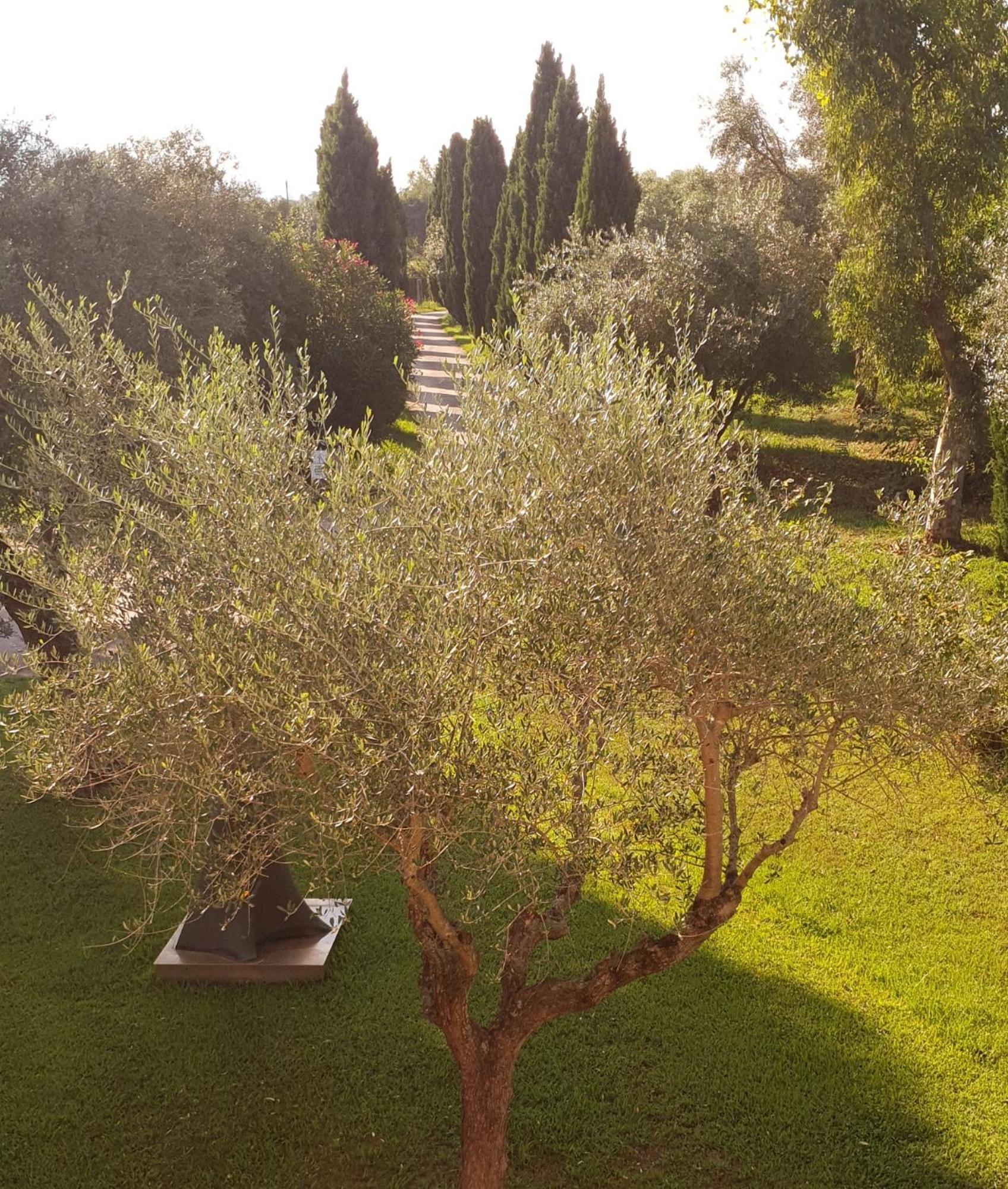 Apartament Fattoria Il Giardo Pietrasanta Zewnętrze zdjęcie